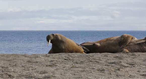 Image of Atlantic Walrus