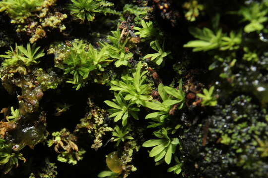 Calymperastrum latifolium Stone 1986的圖片