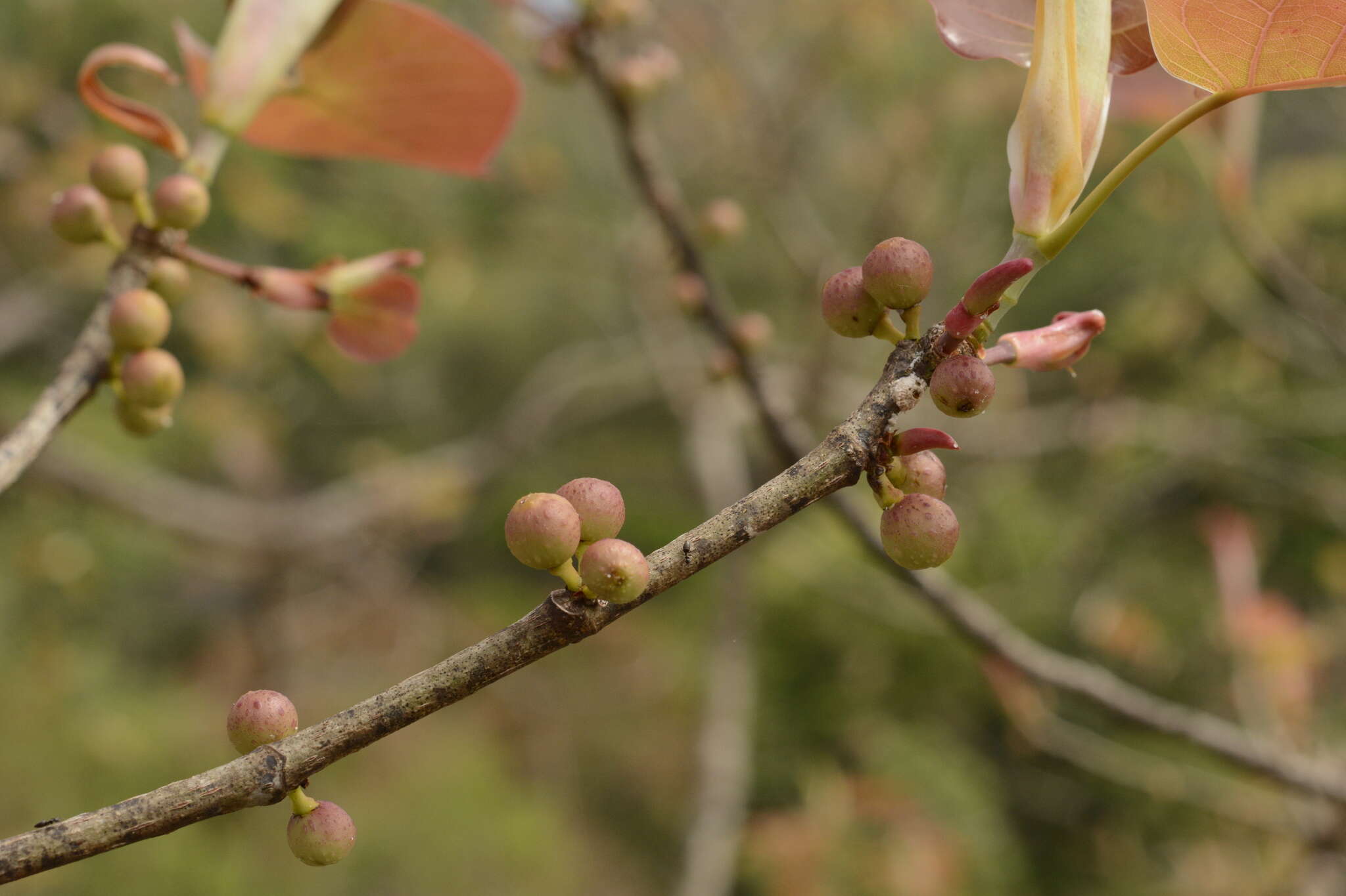 Image of Ficus arnottiana (Miq.) Miq.