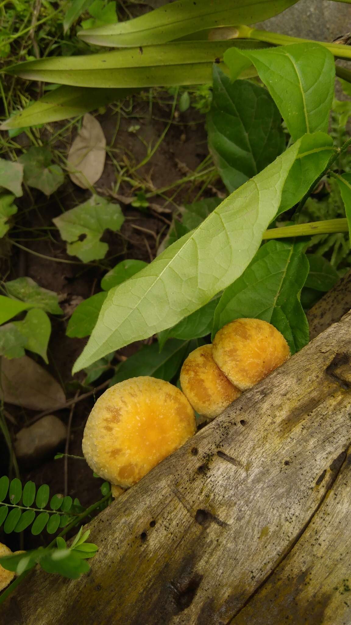 Imagem de Pholiota granulosa (Peck) A. H. Sm. & Hesler 1968