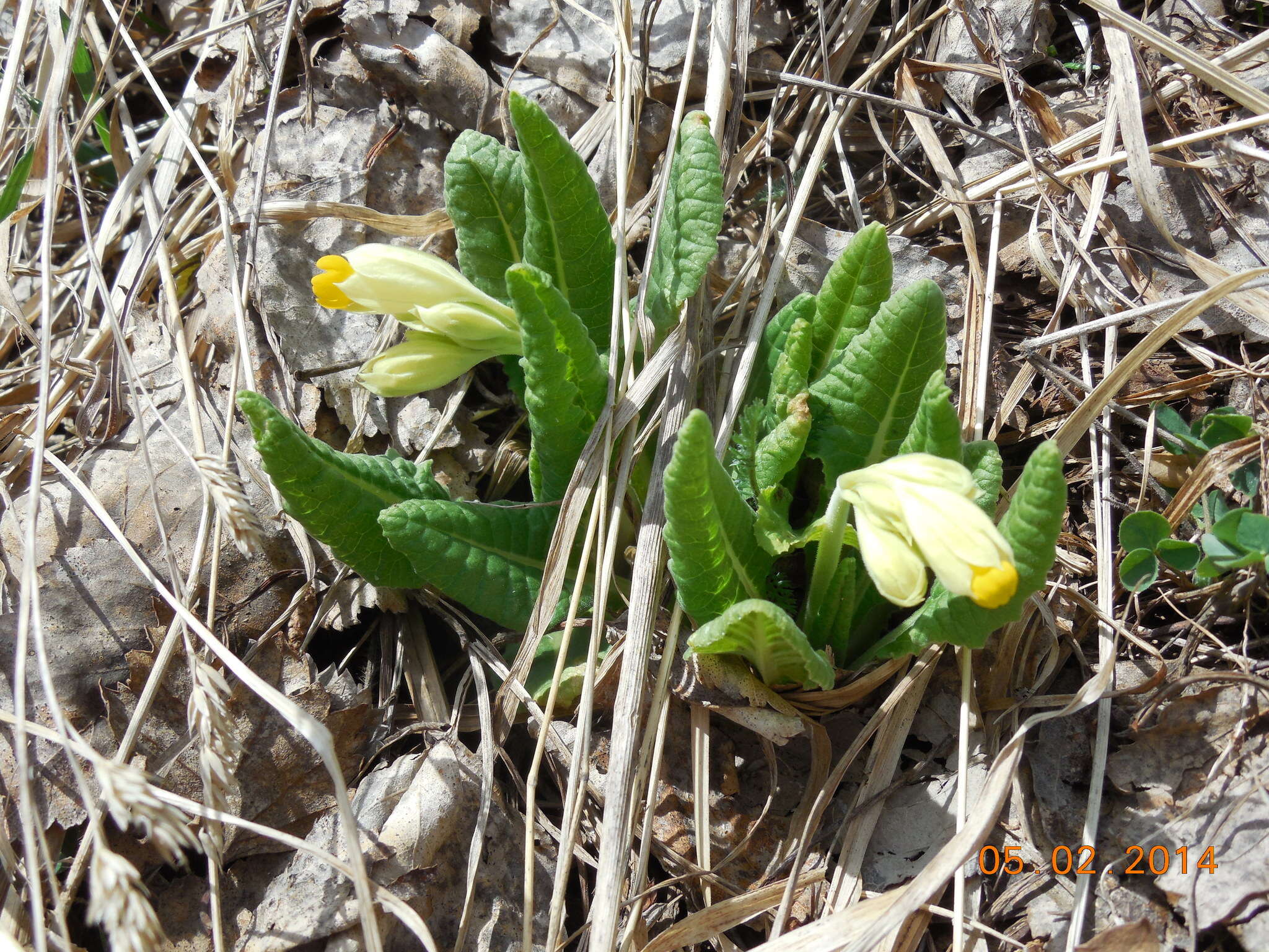 Image of Primula veris subsp. macrocalyx (Bunge) Lüdi