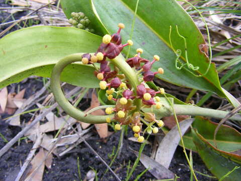 Image of Common Swamp Pitcher Plant