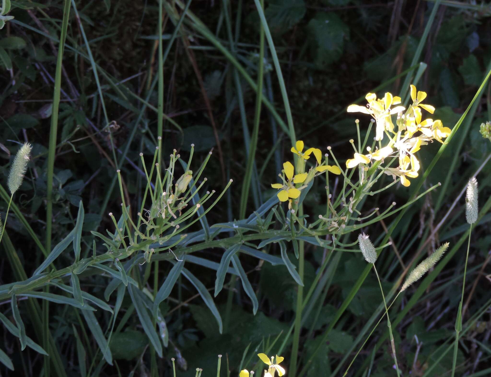 صورة Erysimum maremmanum