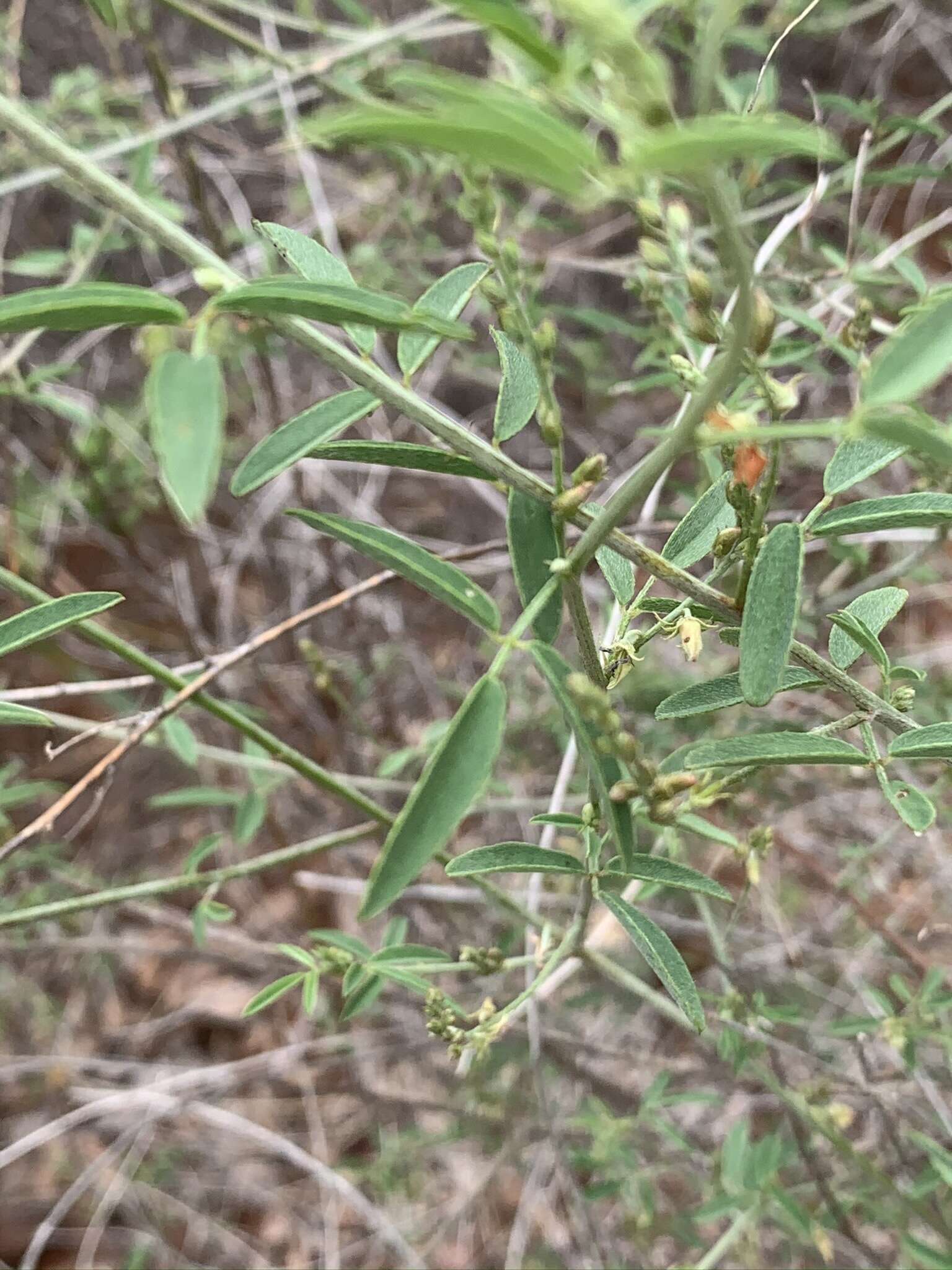 Plancia ëd Indigofera subulata