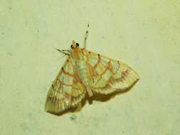 Image de Cryptosara caritalis Walker 1859