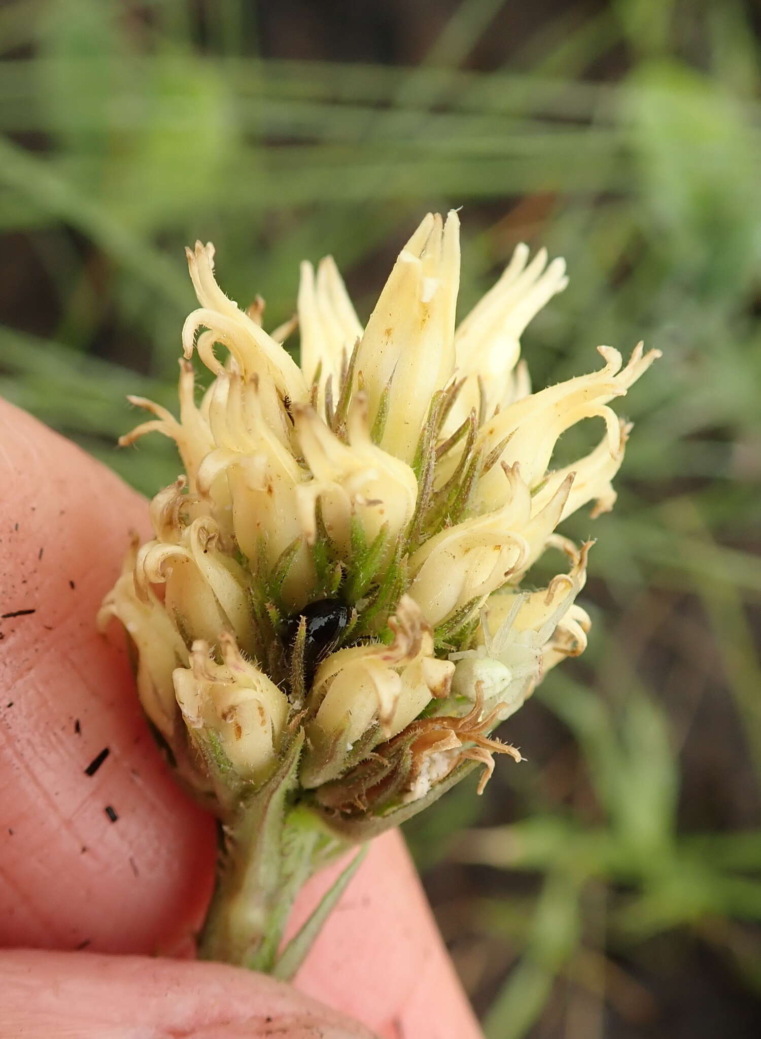 Image of Cyphia elata Harv.