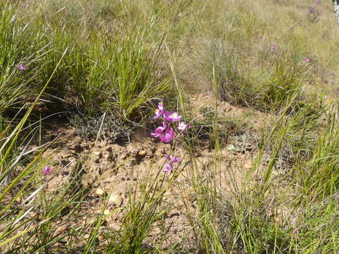 صورة Ixia trinervata (Baker) G. J. Lewis