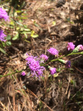 Image of smallhead blazing star