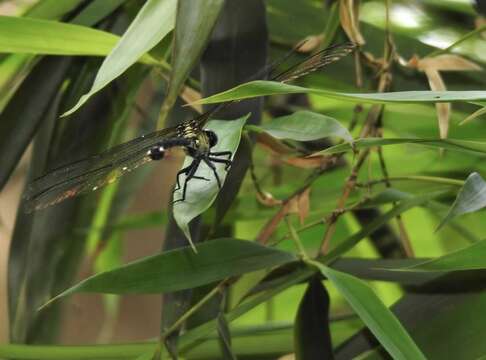 Imagem de Leptogomphus hongkongensis Asahina 1988