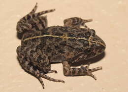 Image of Tusked Frog