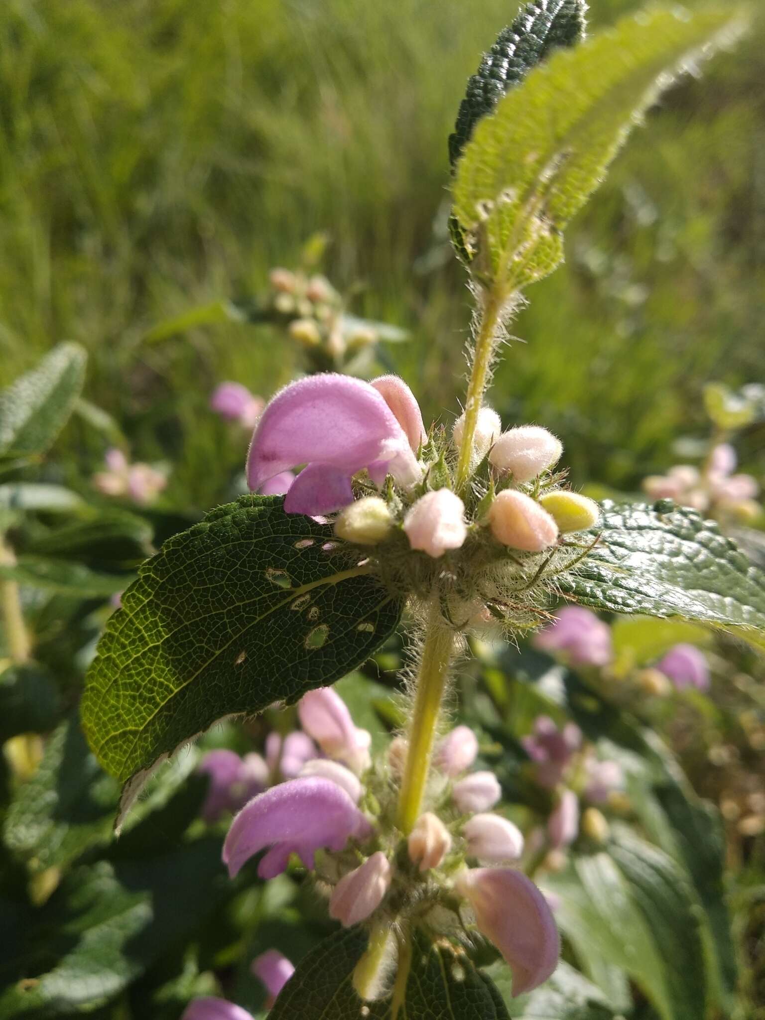 Image of Phlomis herba-venti L.