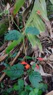 Image of Achimenes pedunculata Benth.