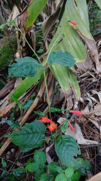 Imagem de Achimenes pedunculata Benth.