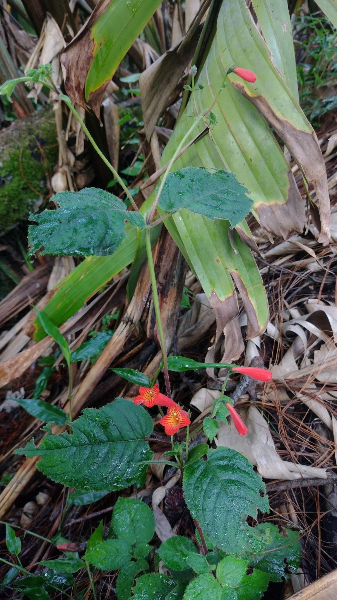 Image of Achimenes pedunculata Benth.