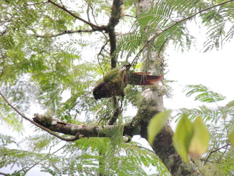 Image of Green-cheeked Conure