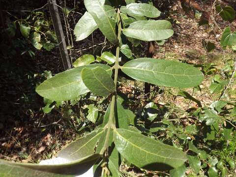 Image of Wilkiea huegeliana (Tul.) A. DC.