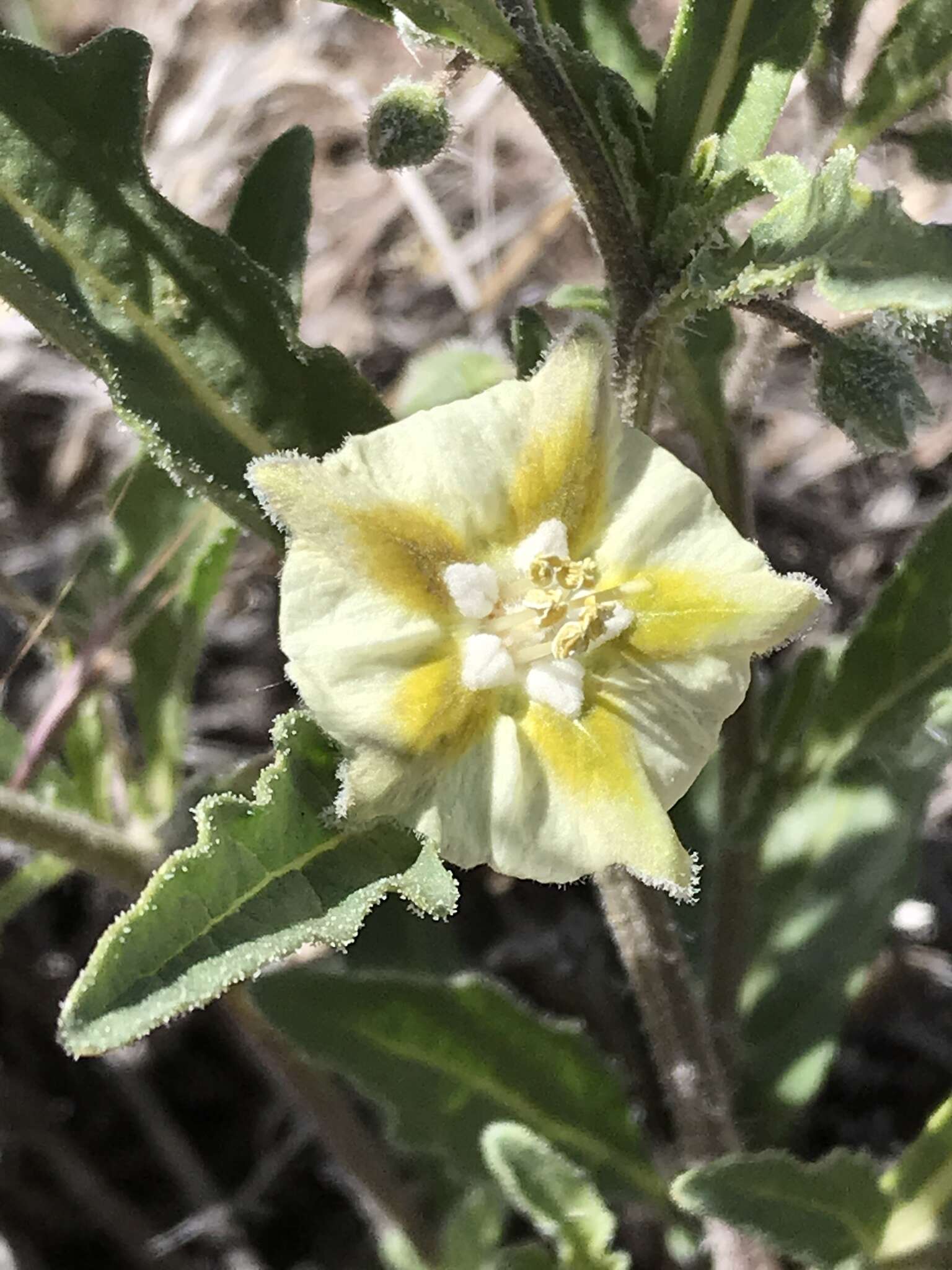 Image de Chamaesaracha coronopus (Dun.) A. Gray