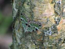 Image of green carpet