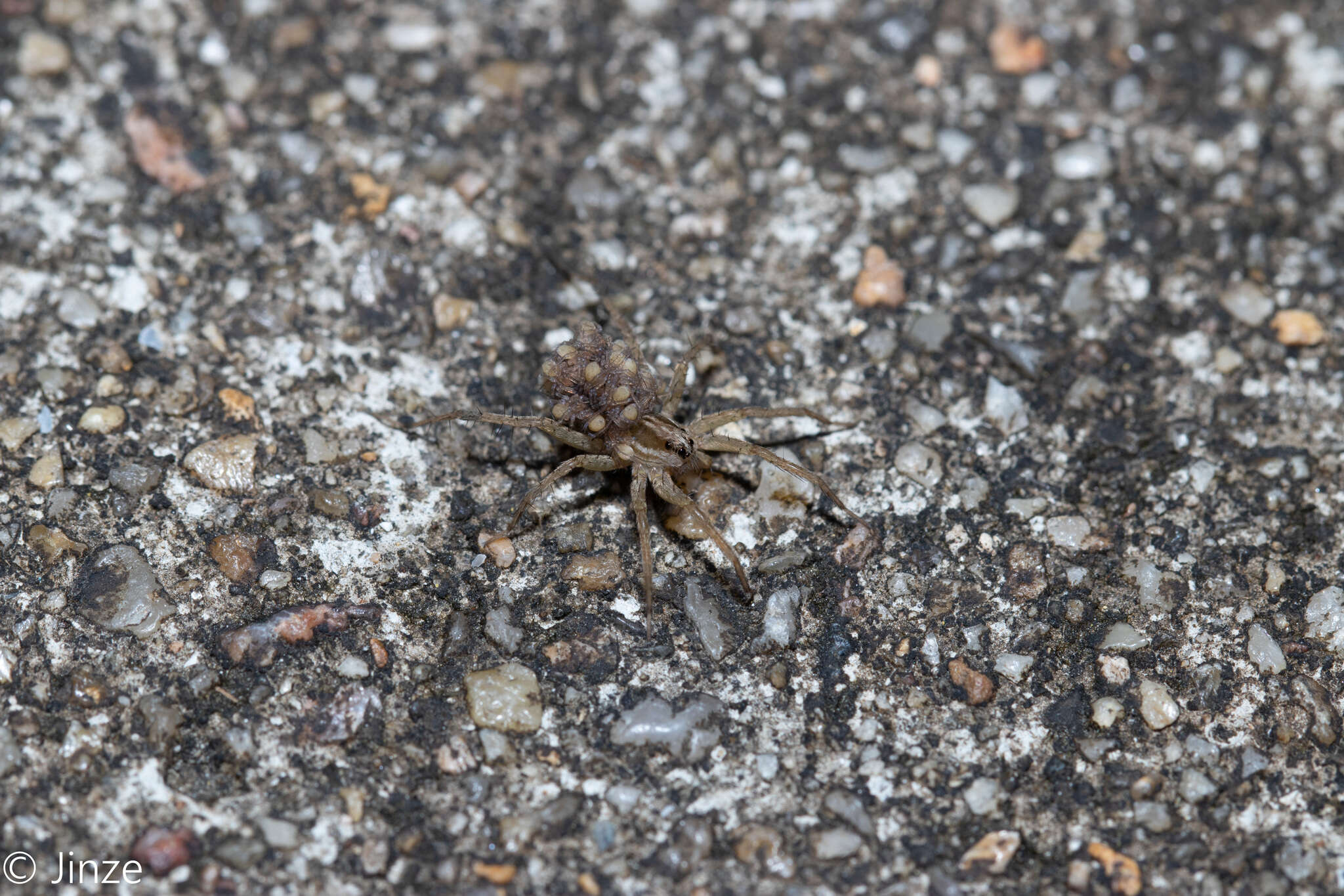 صورة Pardosa pseudoannulata (Bösenberg & Strand 1906)