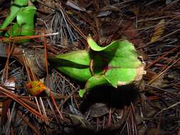 Image of Rosy Pitcherplant