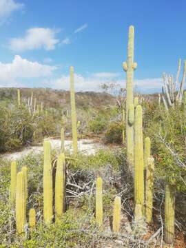 Image of Cephalocereus nudus