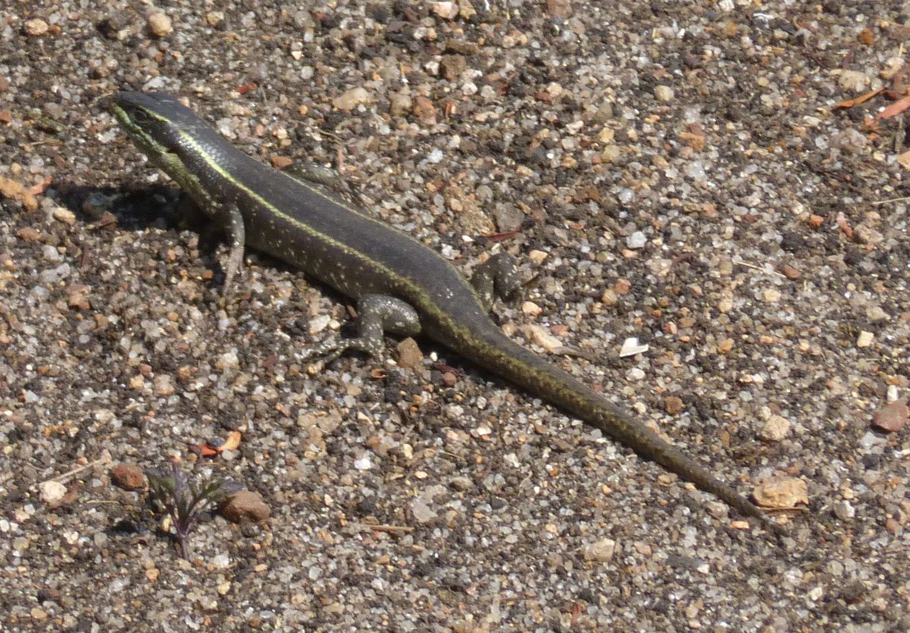 Image of Mulanje Skink