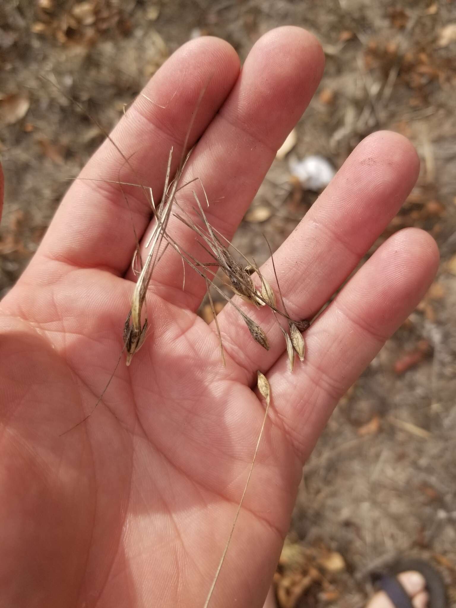 Image of Hordeum vulgare subsp. vulgare