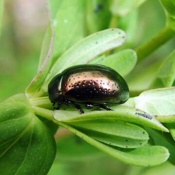 Image of Klamath Weed Beetle