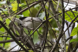 Image of Grey Apalis