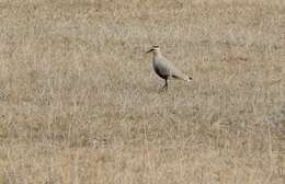 Image of Sociable Lapwing