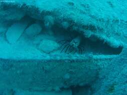 Image of Banded Spiny Lobster