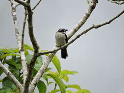 Image of Black-winged Saltator