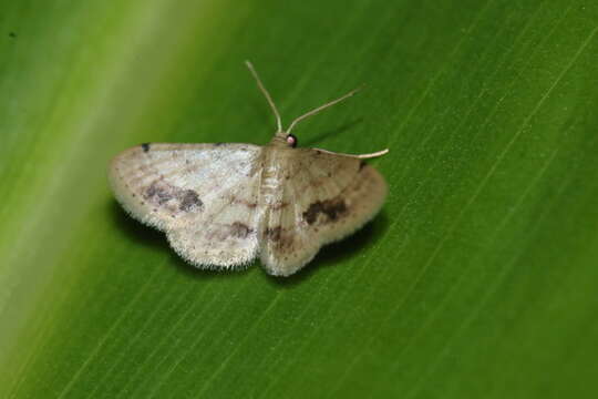 Image of Idaea chotaria Swinhoe 1886