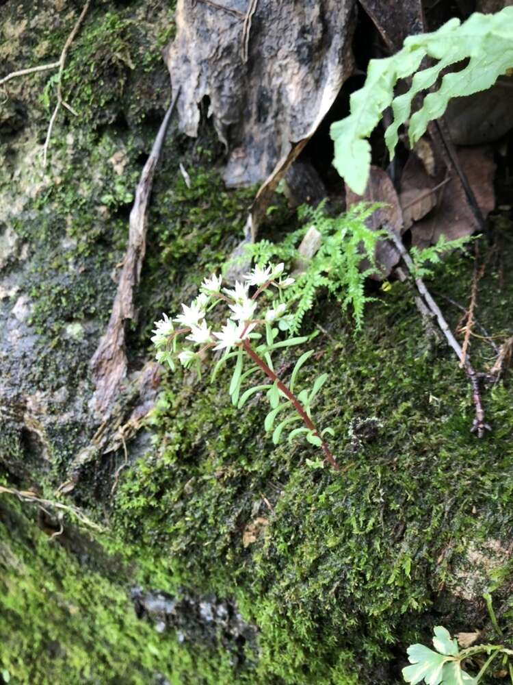 Image of Sedum jaliscanum S. Wats.