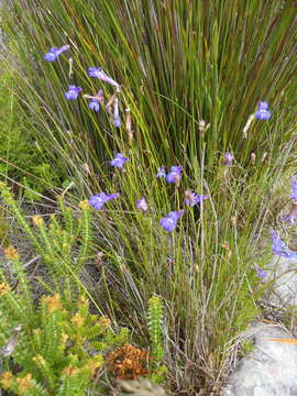 Image of Lobelia coronopifolia L.