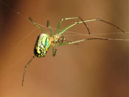 Image of Leucauge venusta (Walckenaer 1841)