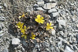 Image de Ranunculus crithmifolius Hook. fil.