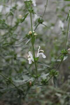 Image of Eriophyton tibeticum (Vatke) Ryding