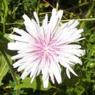 Image of red hawksbeard