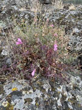 Image of cutleaf beardtongue