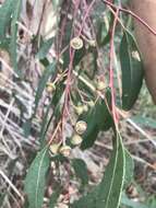 Слика од Eucalyptus camaldulensis subsp. camaldulensis