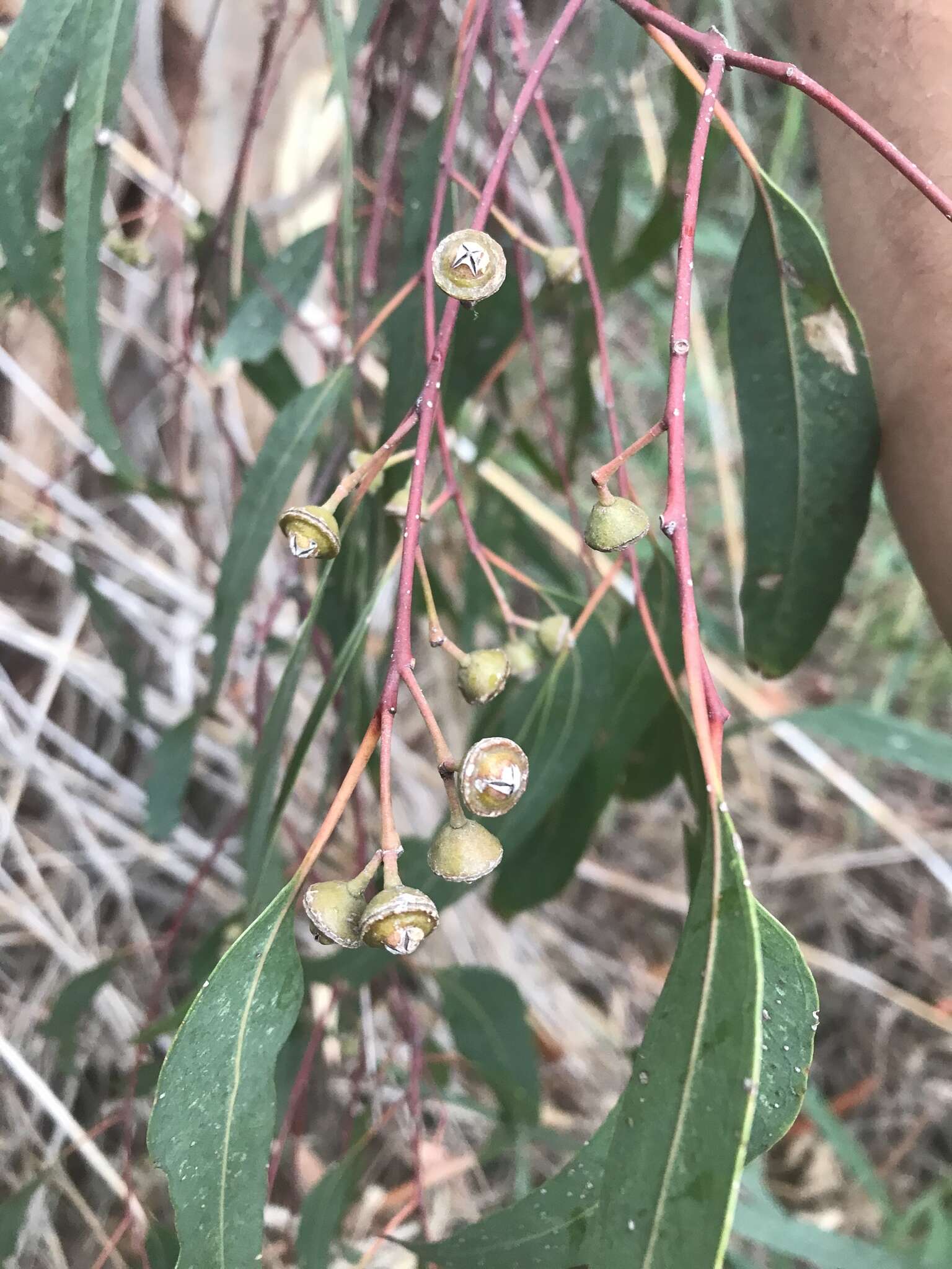 Слика од Eucalyptus camaldulensis subsp. camaldulensis