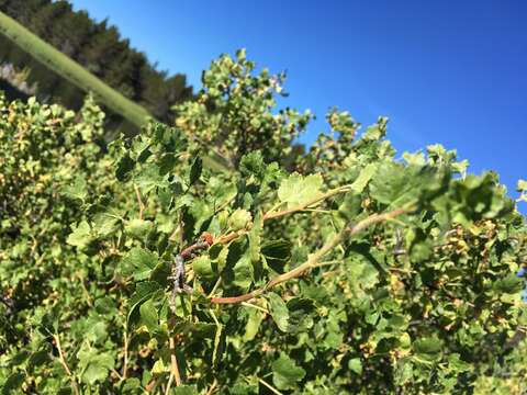 Image of wax currant