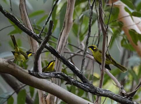 Image of Yellow-tufted Honeyeater