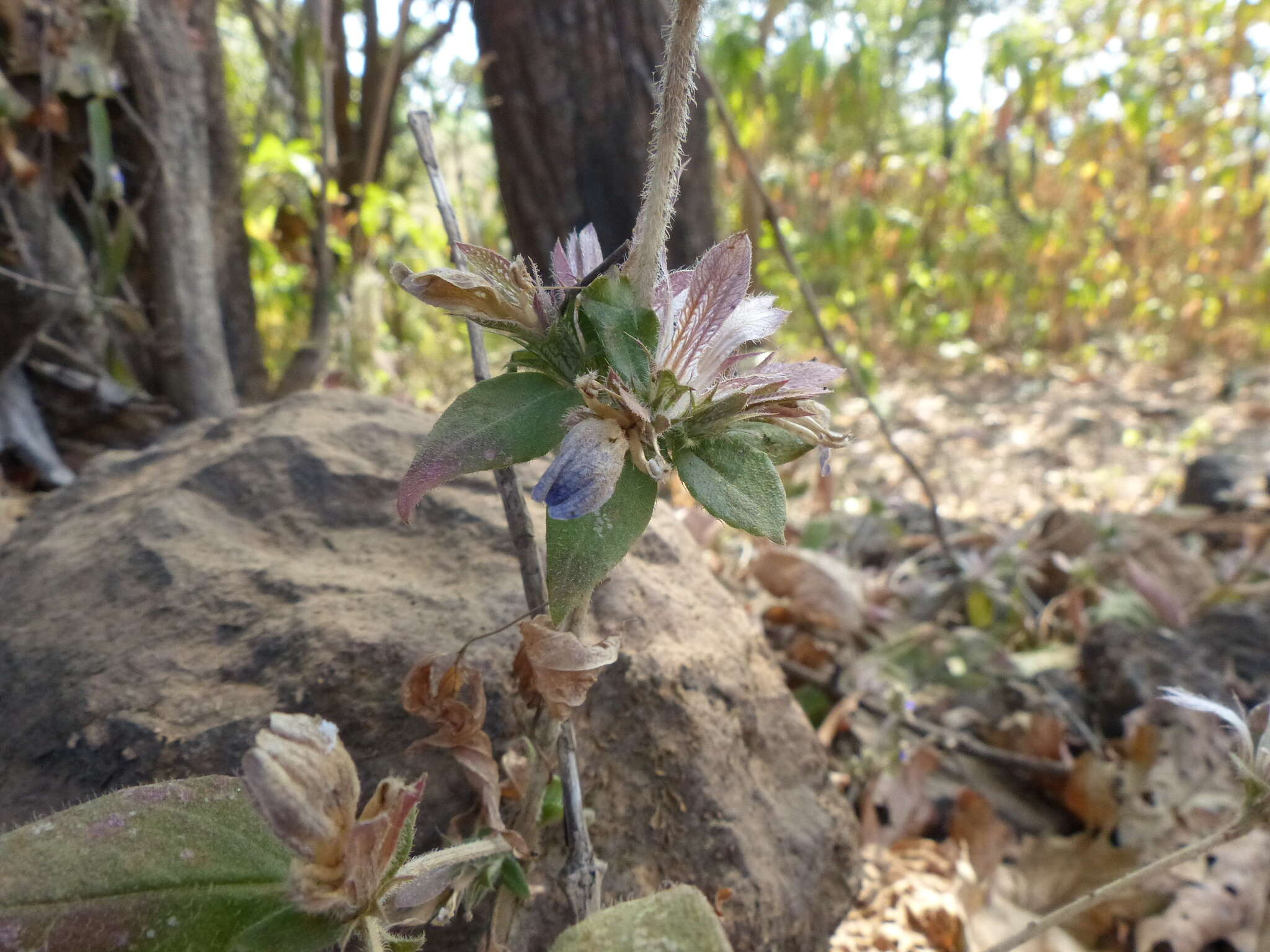 Cynarospermum asperrimum (Nees) K. Vollesen resmi