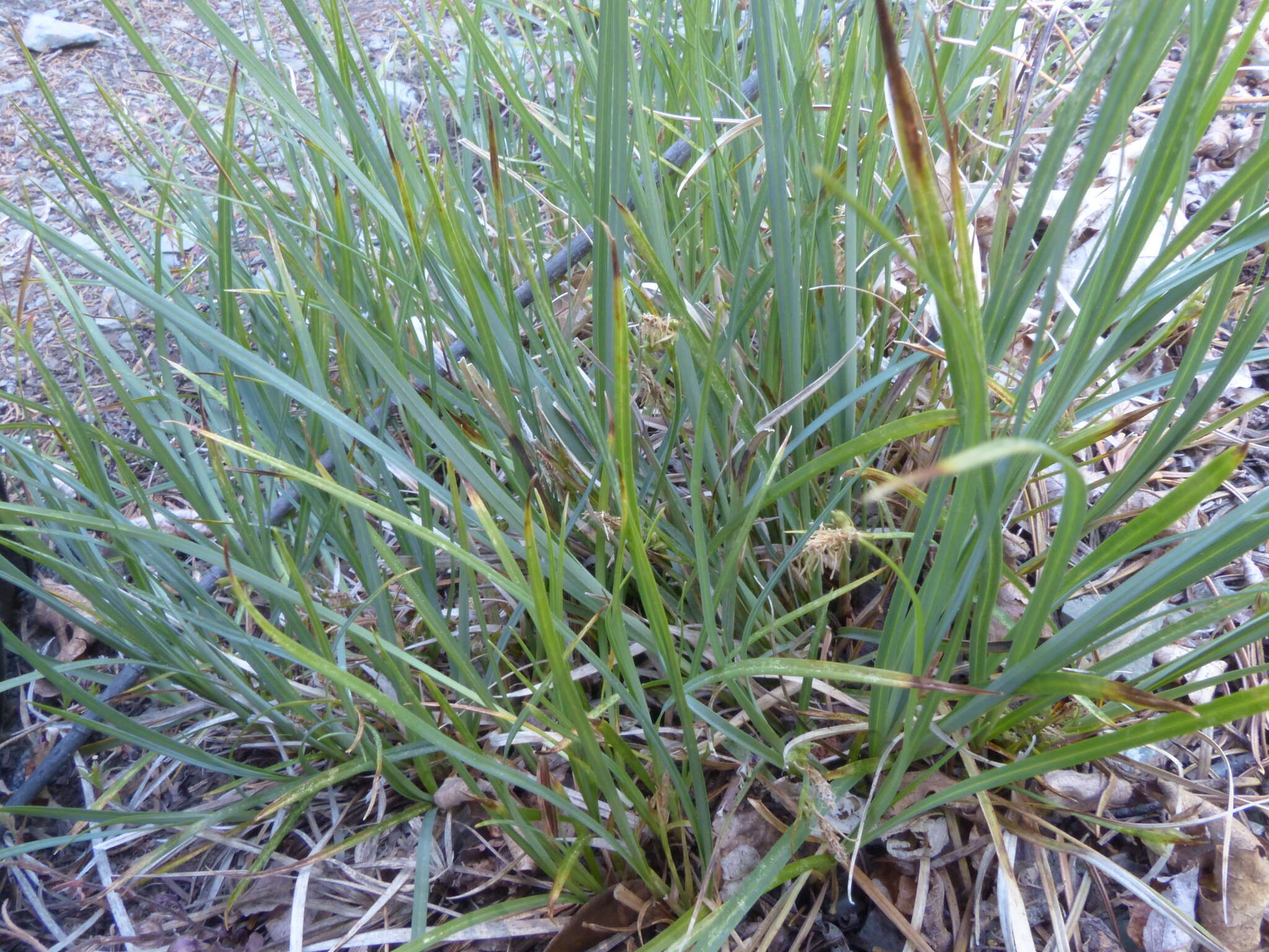 Image of Brainerd's sedge