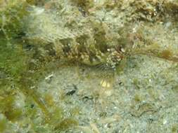 Image of Mystery blenny