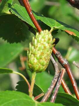 Image of Japanese bog birch