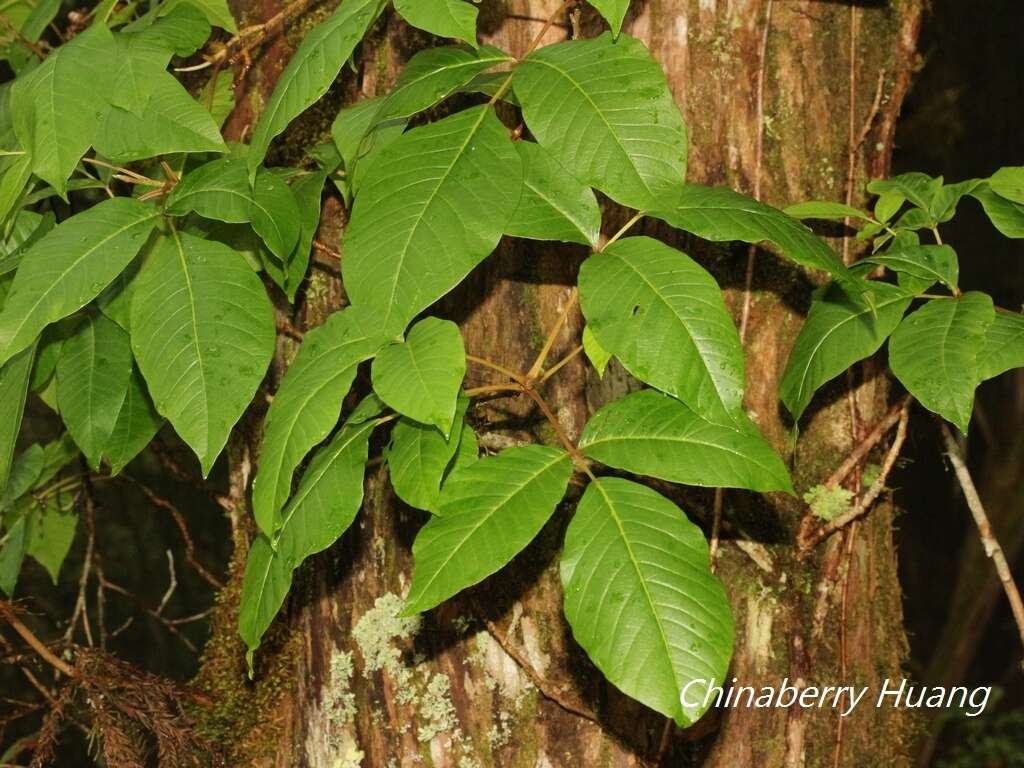 Image of Toxicodendron orientale Greene