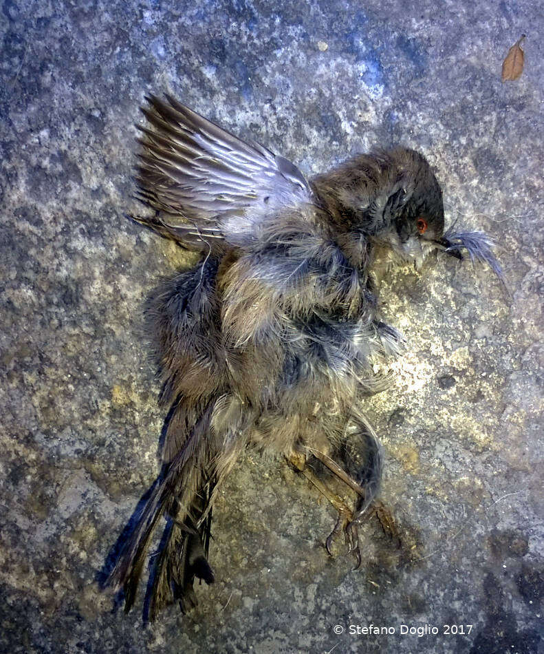 Image of Sardinian Warbler